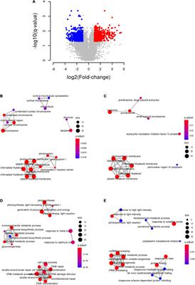 Transcriptomic and Metabolomic Response to High Light in the Charophyte Alga Klebsormidium nitens